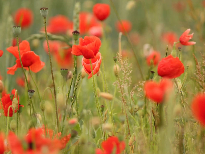 englandpoppybloom