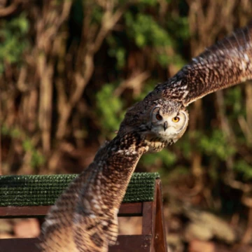 falcon