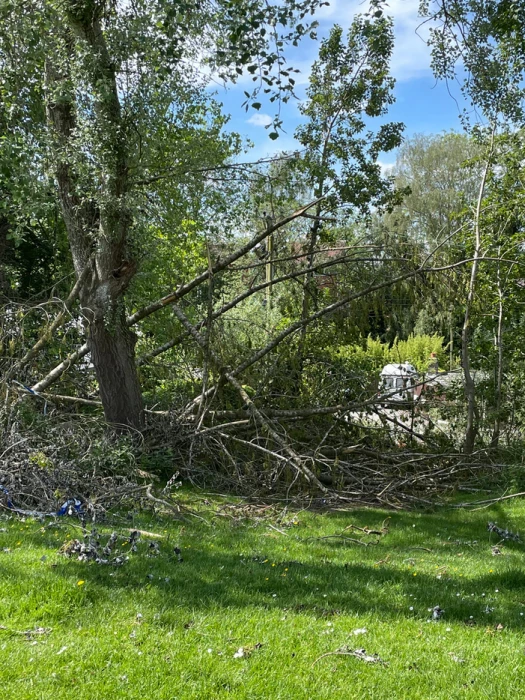 fallen trees