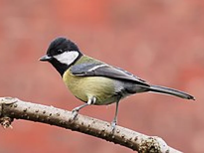 female great tit