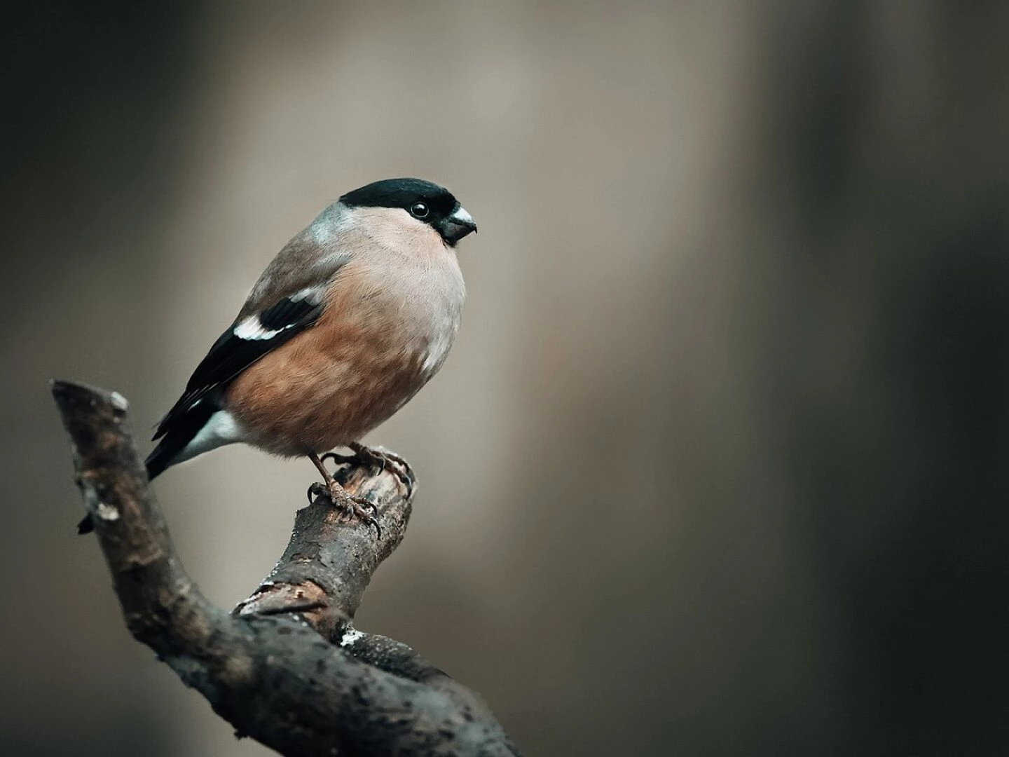 finch bird animal