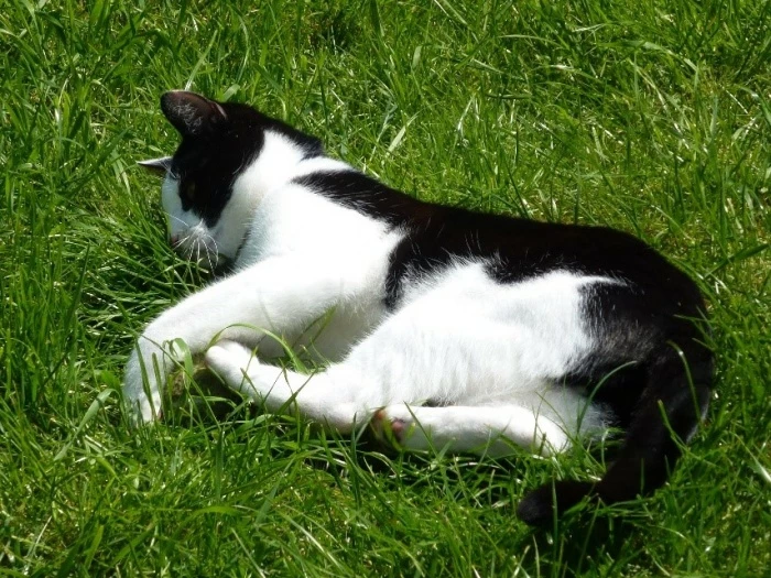 fionaquinnmoggy 02
