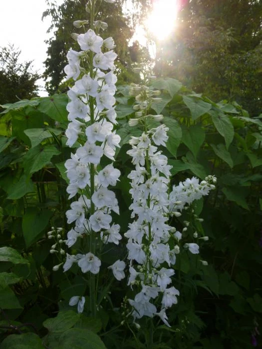 flower club june 2017 p1030284