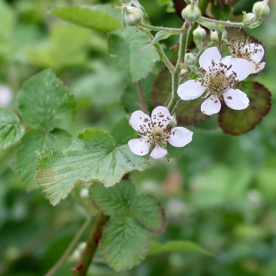 flowers 2