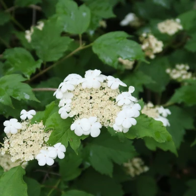 flowers 9
