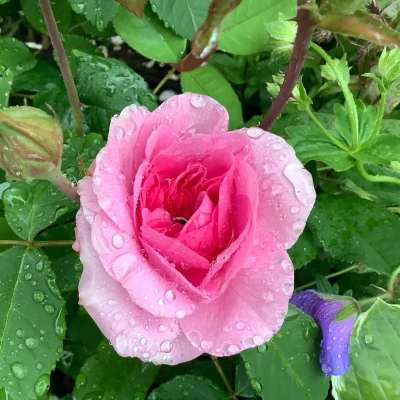 flowers in the rain