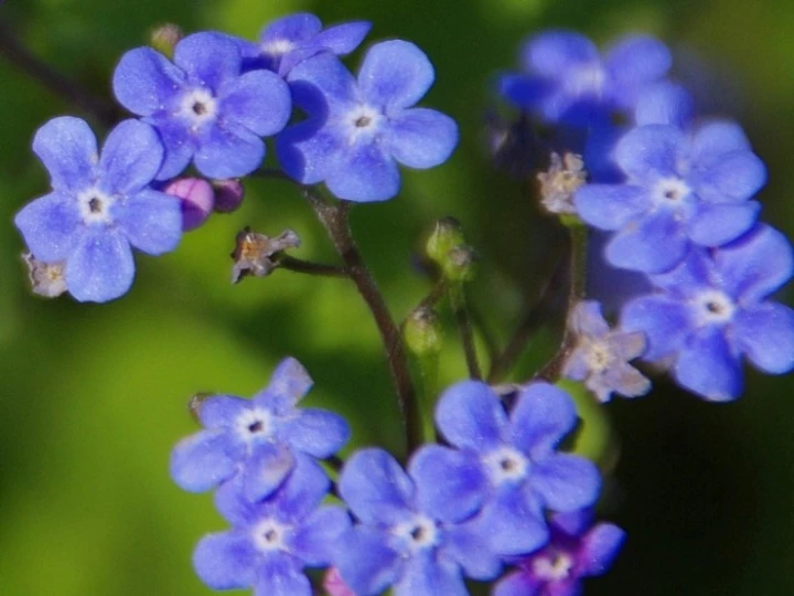 forgetmenot