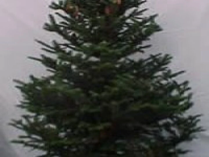 fraserfirsaregreatchristmastrees
