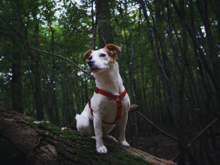 free stock photo of jack russell jack russell terrier