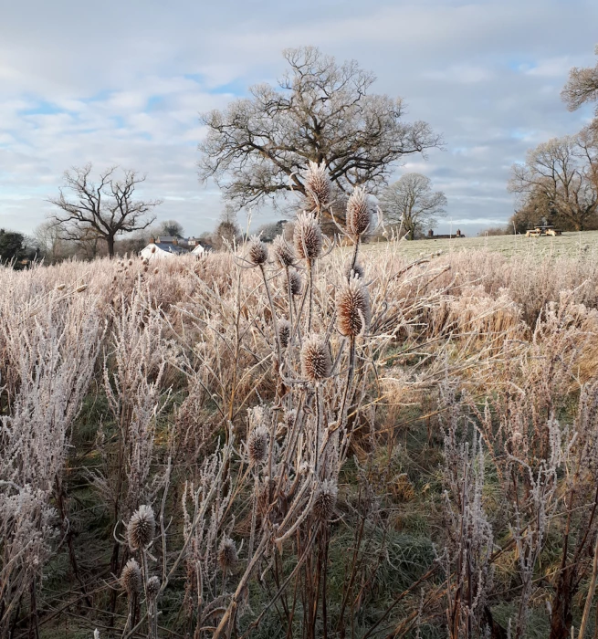 frosty turnpike field
