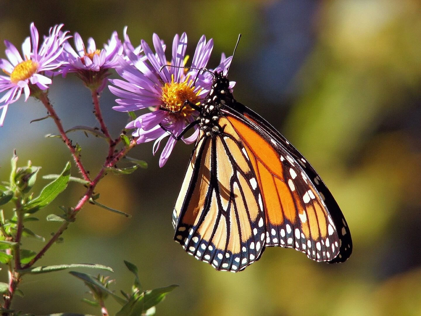 garden beautiful flowers flowers butterfly monarch insect animal flower background pollination aster bloom blossom flowering plant ornamental plant plant flower wallpaper flora nature closeup