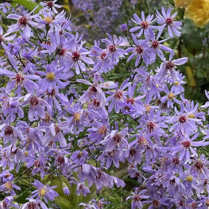 garden september 24