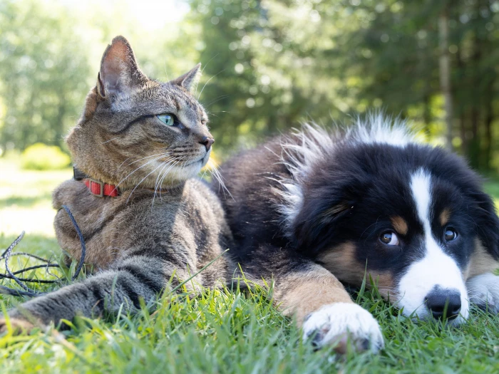 generic dog  cat