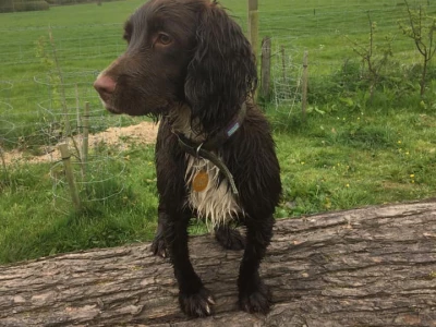 george on a log