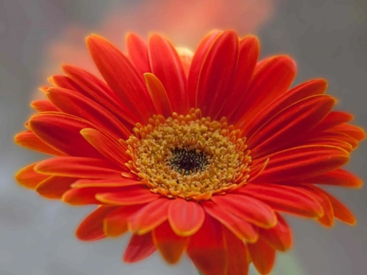 gerberaorangewindowlowres