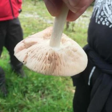 gills