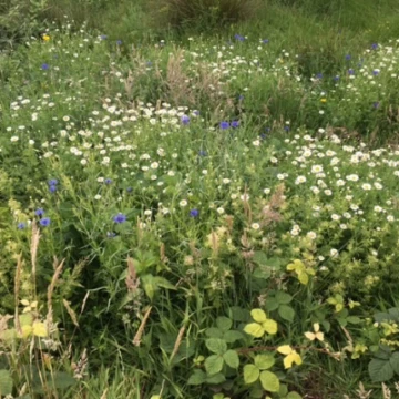 glade1