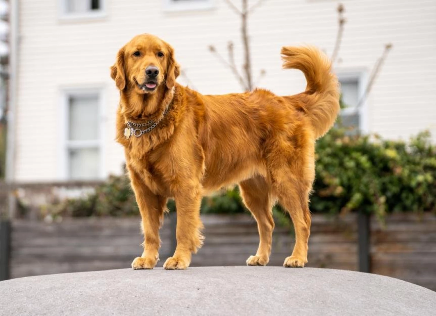golden retriever