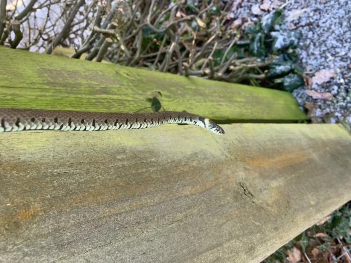 grass snake 2  copy