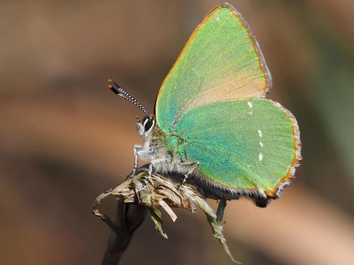 greenhairstreakbutterflym229555 1