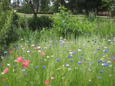 hankelow green july 2011