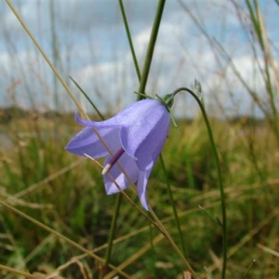 harebell wild flower