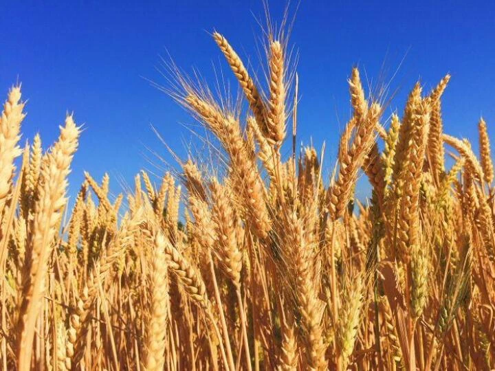 harvest