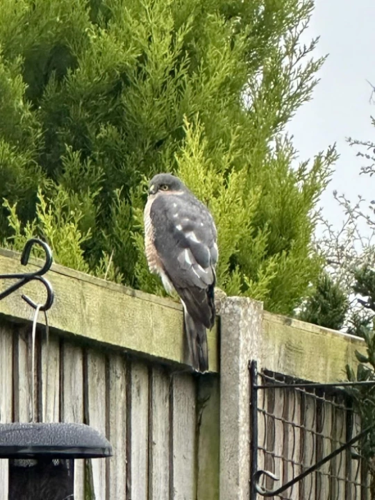 hawk