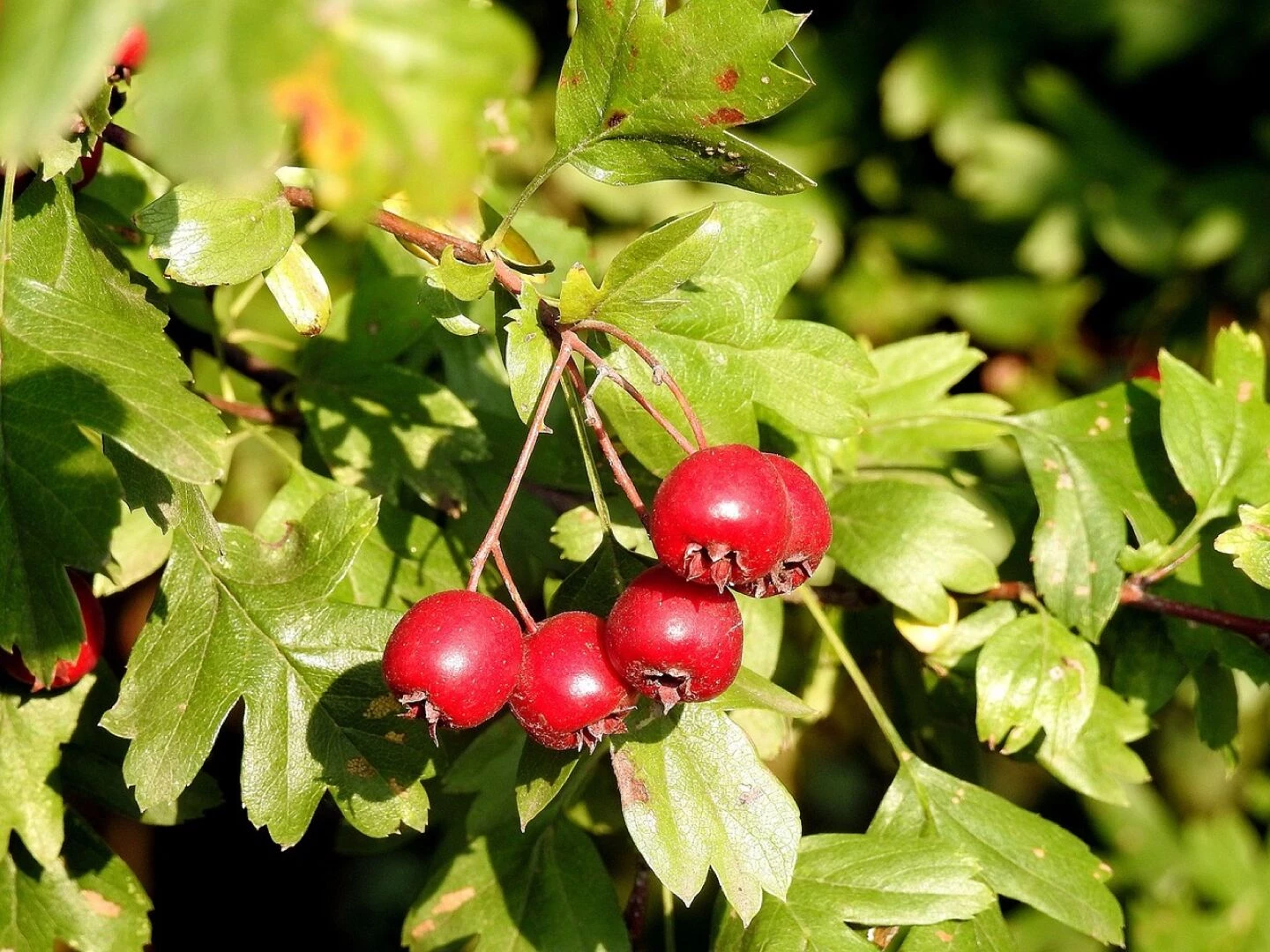 hawthorn hawthorn fruit red fruit