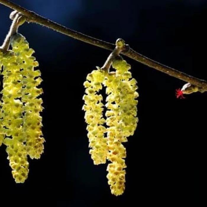 hazel flowers
