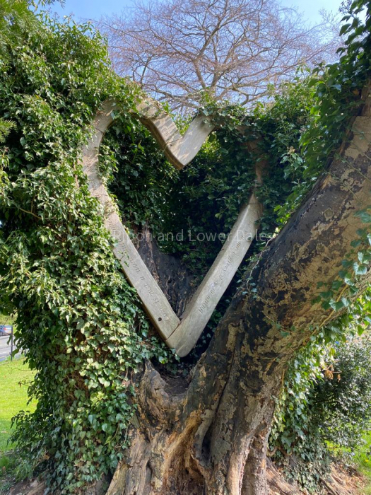 heart in a tree