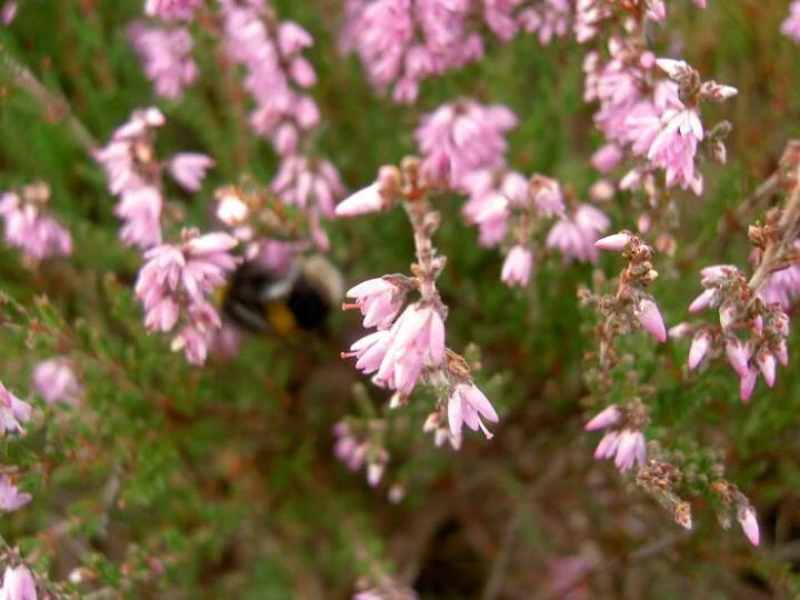 heather