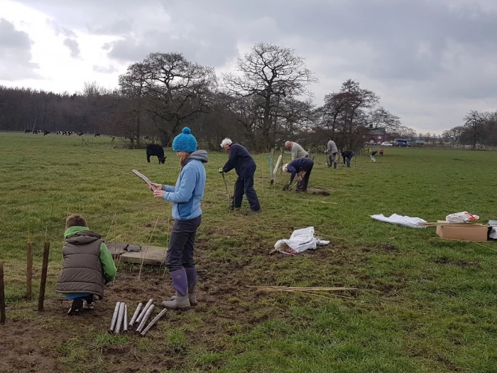 hedge planting