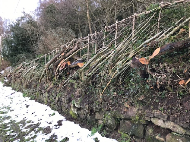 hedgelaying