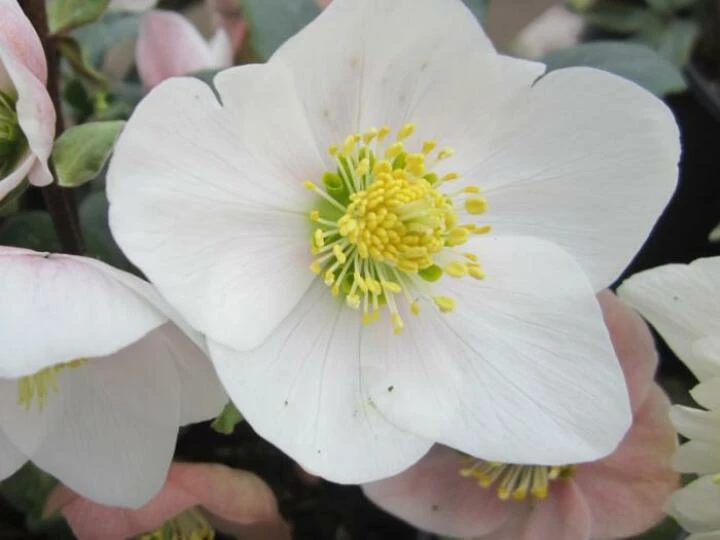 helleborusniger1orig