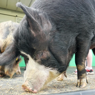 hog 1