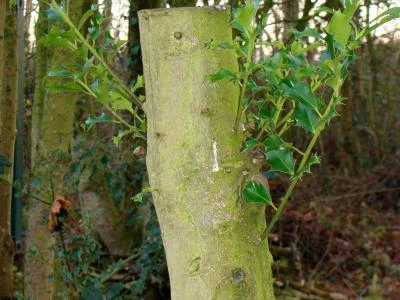 holly re growth
