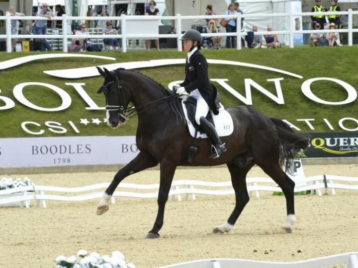 horse