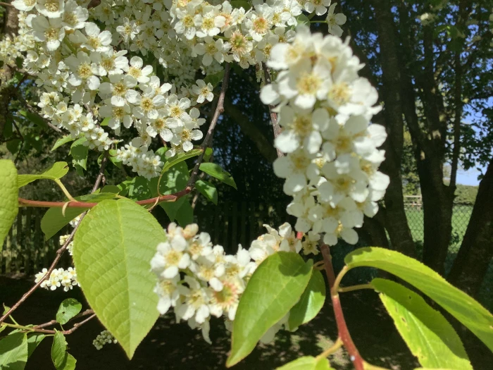 image 16e0a4508f78470d96966880237799f4