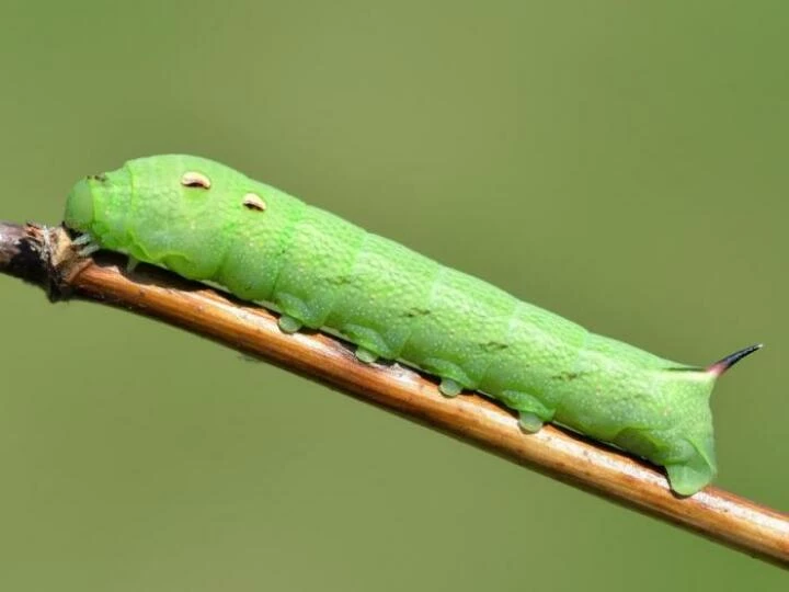 image1052