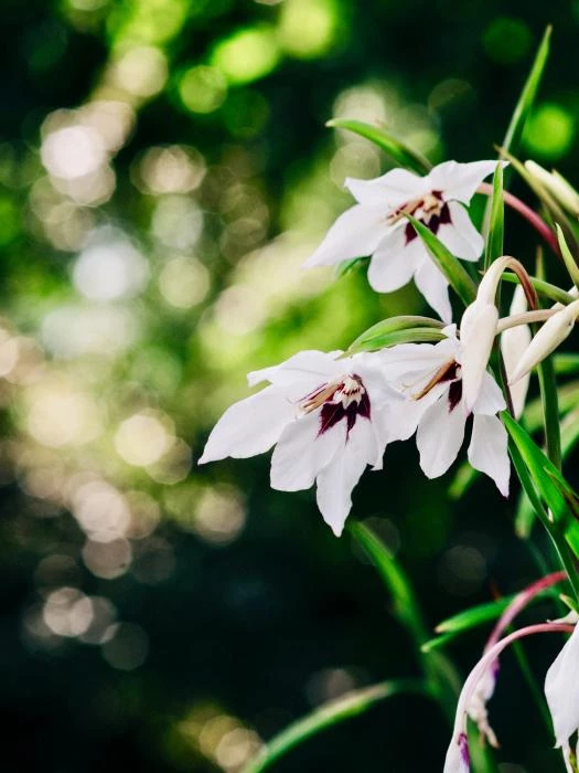 july musings1
