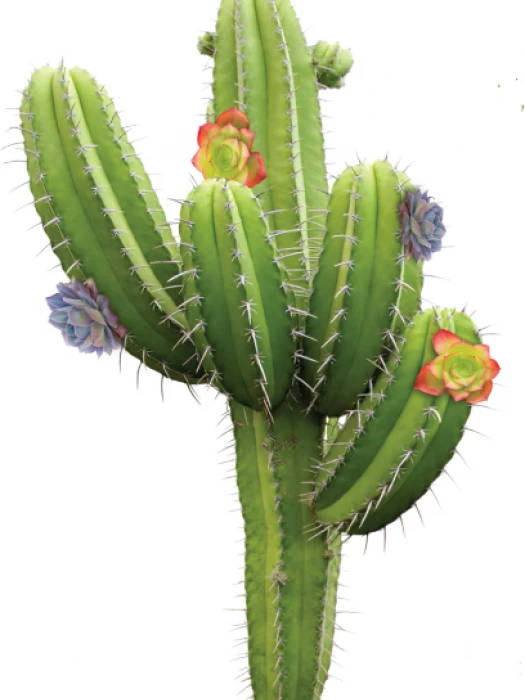 just a cactus thumb