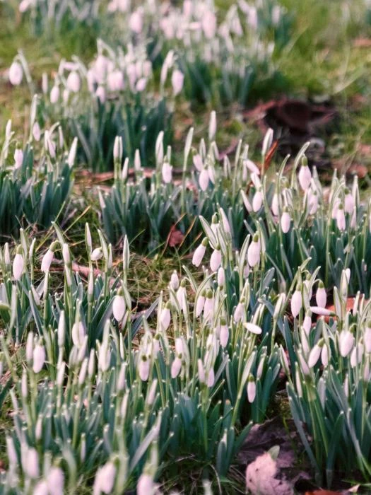 kathrynblogsnowdrops