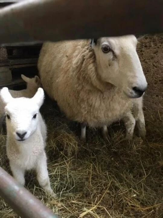 lambs