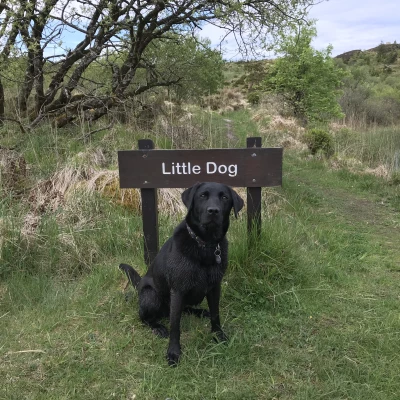 little dog sign
