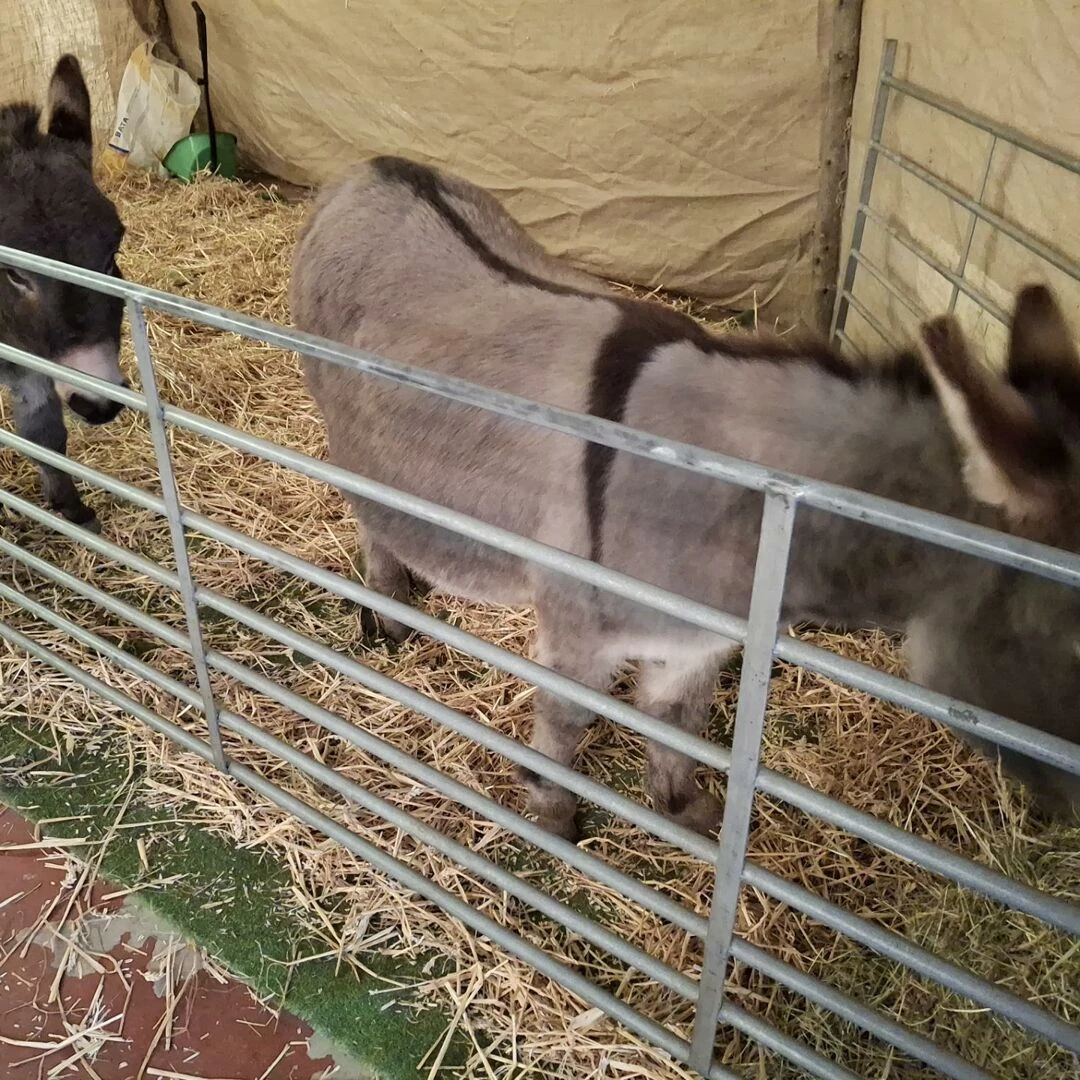 live nativity donkeys