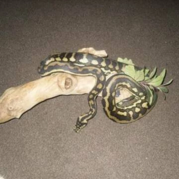 lizards