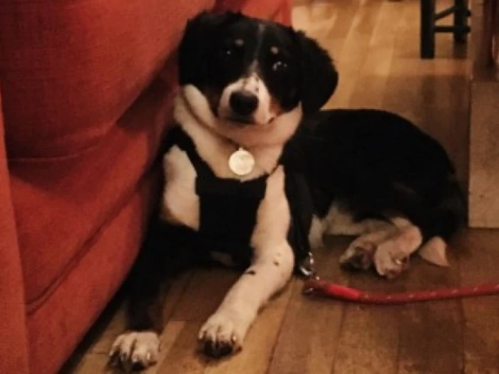 lost dog dime