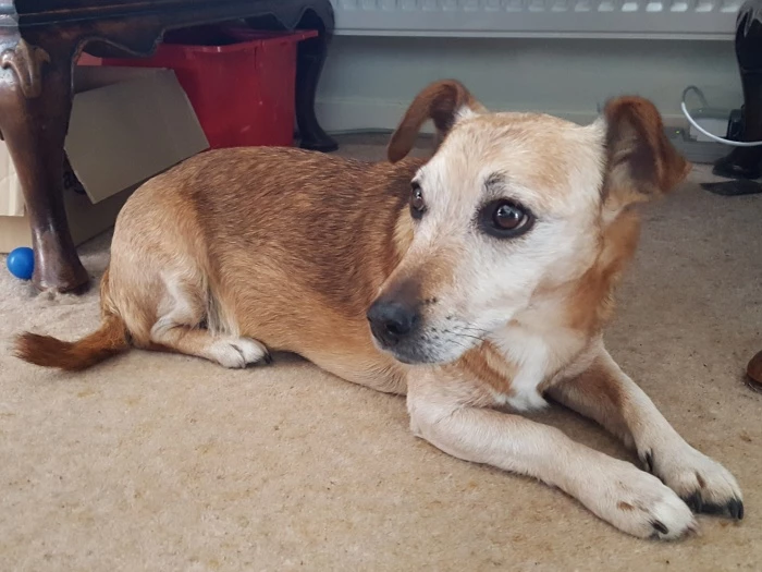 lost terrier 01
