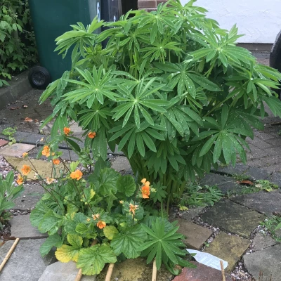 lupin and geum from plant sale